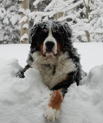 dogs in sun valley