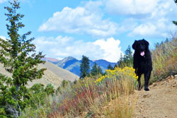 dog parks and hiking trails in sun valley idaho