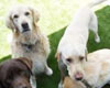 pet daycare in Sun Valley