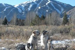 pet resort and dog boarding in Sun Valley