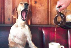 restaurants petfriendly sun valley
